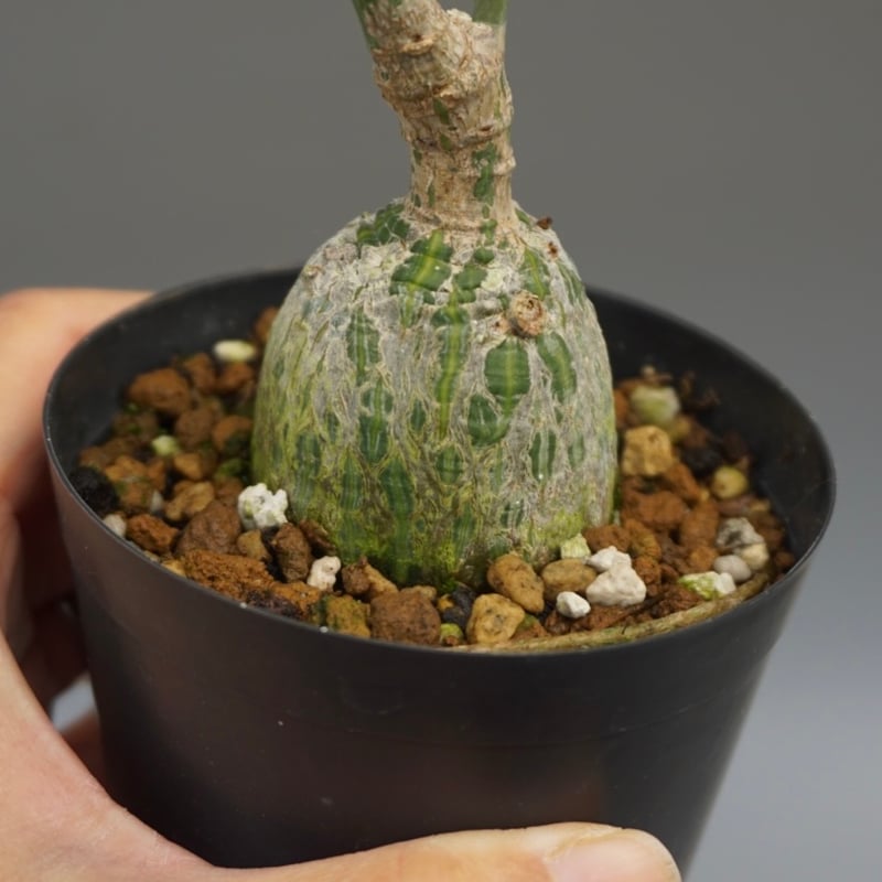 まんまる型 プセウド ボンバックス 047 Pseudobombax ellipticum | まんまる型 プセウド ボンバックス 047 Pseudobombax ellipticum |