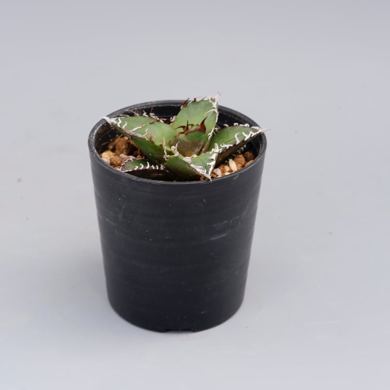 agave titanota Caesar アガベ　チタノタ　シーザー　親株 Agave Titanota 'caesar' - アガベ チタノタ “シーザー” - 凱撒