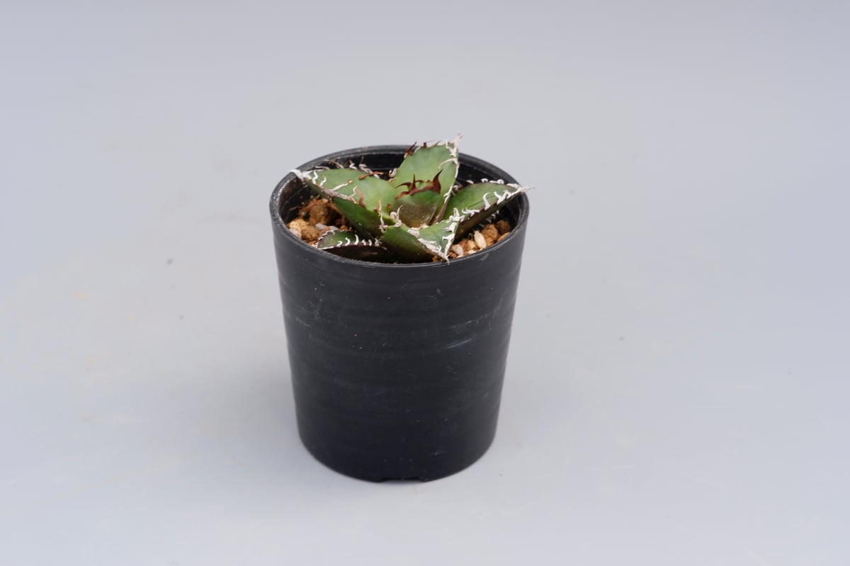 アガベ チタノタ シーザー Agave titanota caesar 096 | Sunny アガベ チタノタ シーザー Agave titanota caesar 096 | Sunny