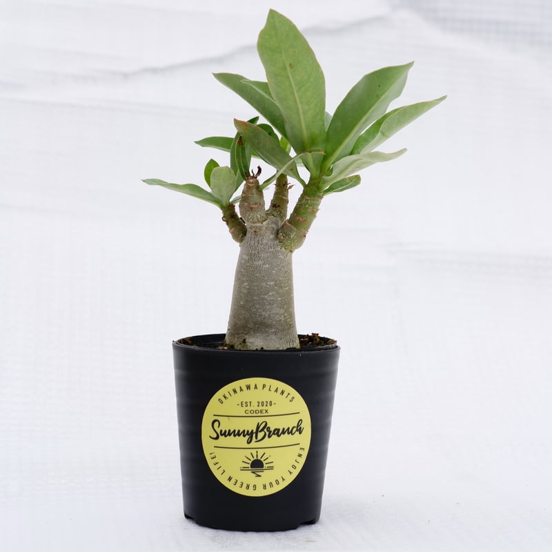 アデニウム ブラックソマレンセ 実生株 Adenium somalense var. bla