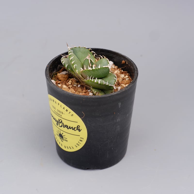 オテロイ実生　TYPE-1 子株　アガベ　オテロイ　チタノタ　oteroi 種子] アガベ オテロイ Agave oteroi｜人気品種 希少品種 メキシコ