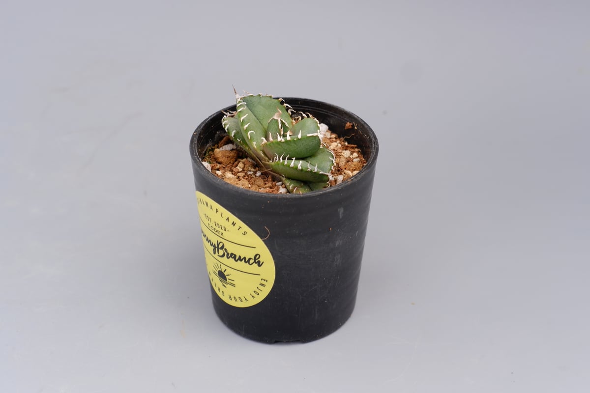 アガベ オテロイ 実生株 Agave oteroi seeding 088 | Sunny