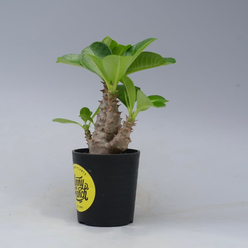パキポディウム ウィンゾリー 実生株 052 Pachypodium windsorii |