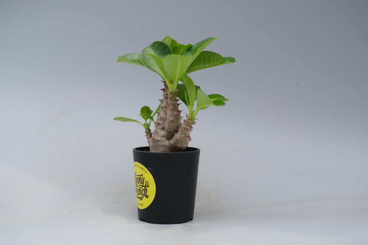 パキポディウム ウィンゾリー 実生株 052 Pachypodium windsorii |