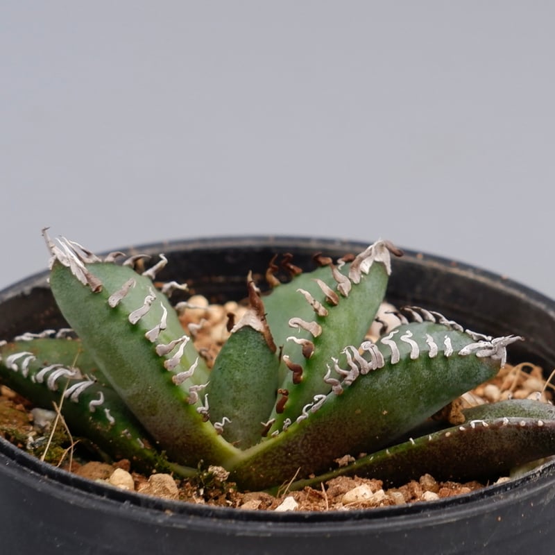 アガベ オテロイ 実生株 Agave oteroi seeding 085 | Sunny