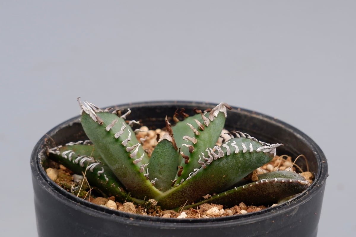 アガベ オテロイ 実生株 Agave oteroi seeding 085 | Sunny