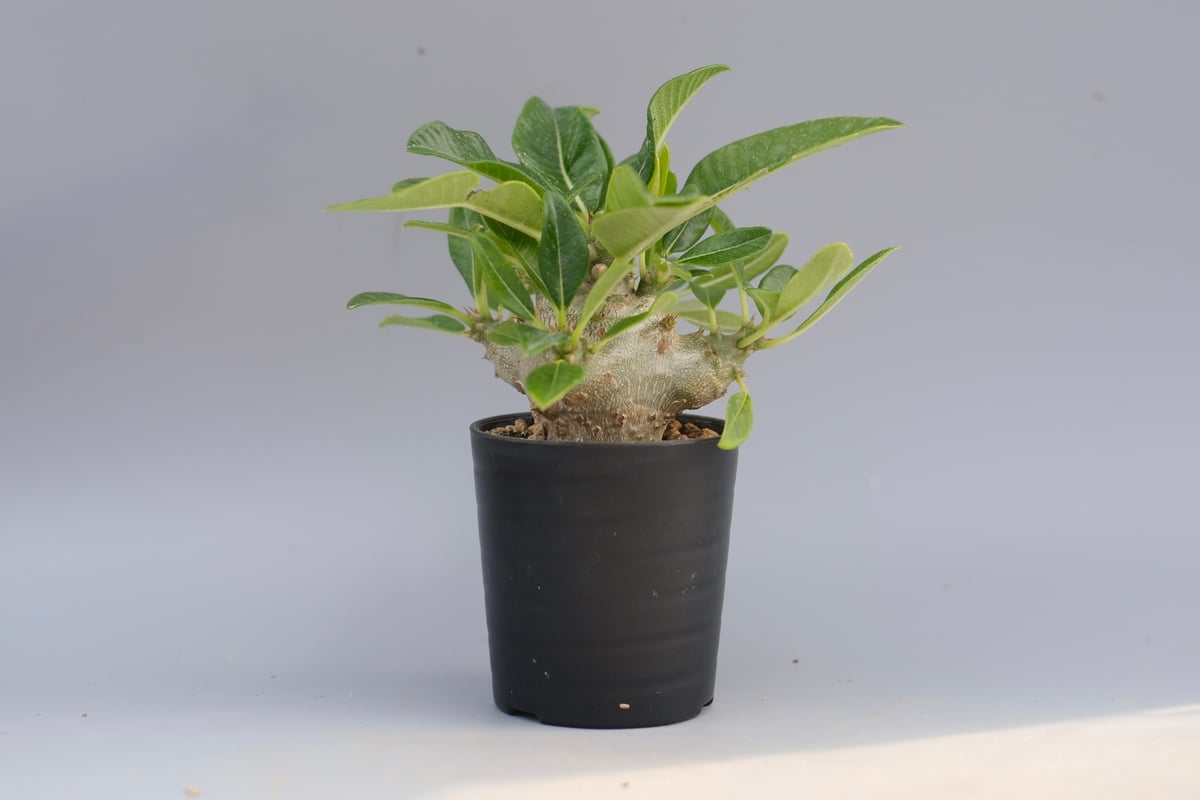 パキポディウム ウィンゾリー 実生株 094 Pachypodium windsorii |