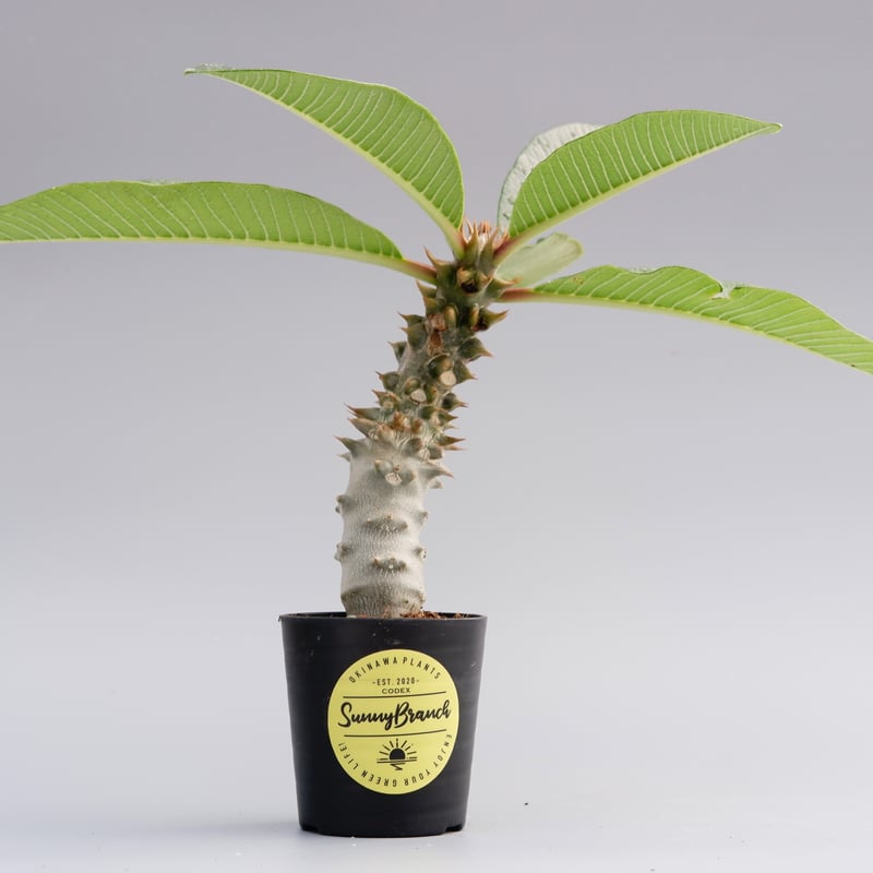 パキポディウム バロニー実生株017 Pachypodium baronii | Sunny