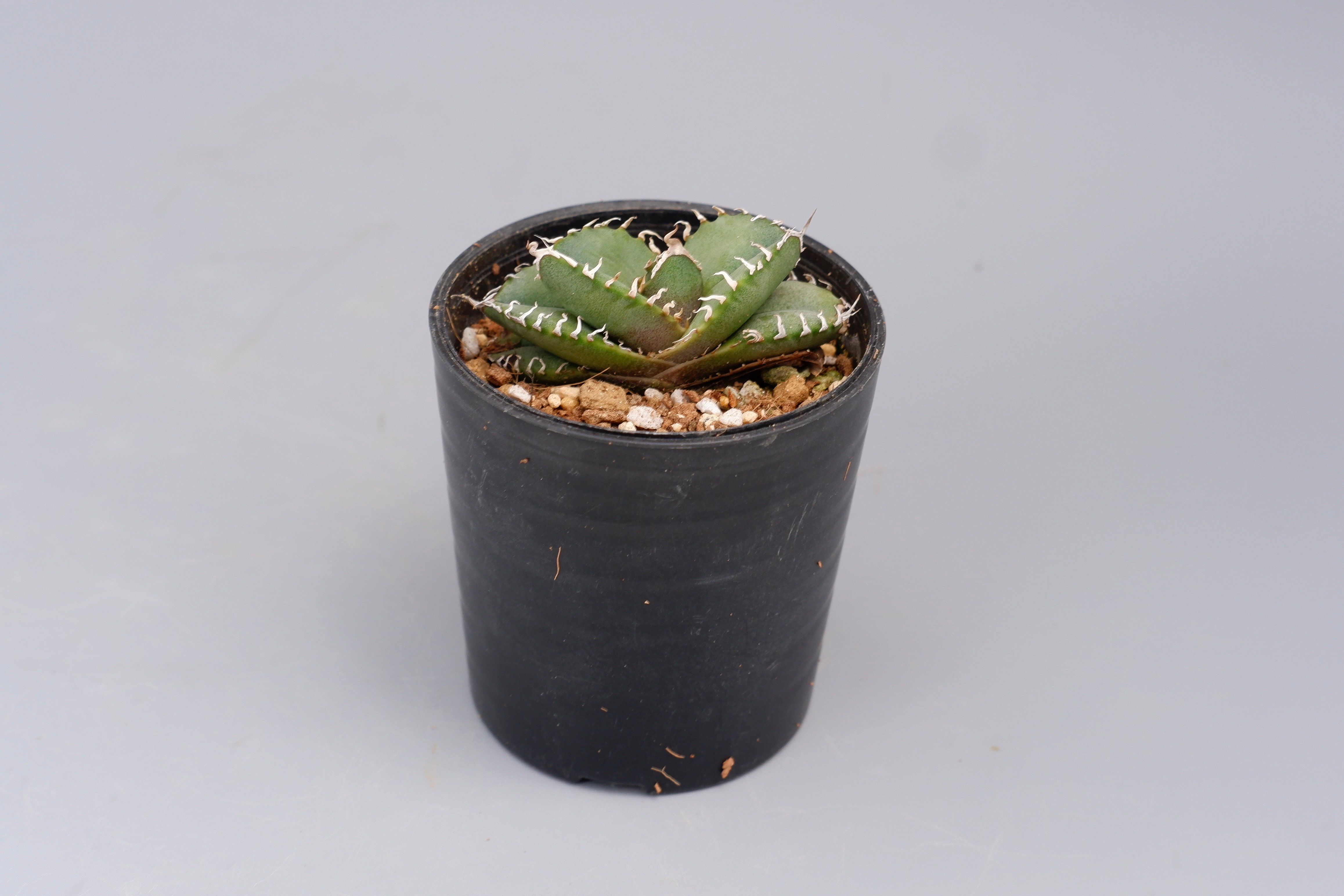 アガベ オテロイ 実生株 Agave oteroi seeding 088 | Sunny