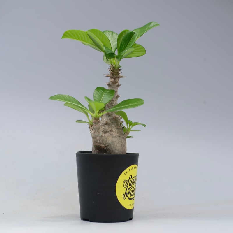 パキポディウム ウィンゾリー 実生株 055 Pachypodium windsorii |