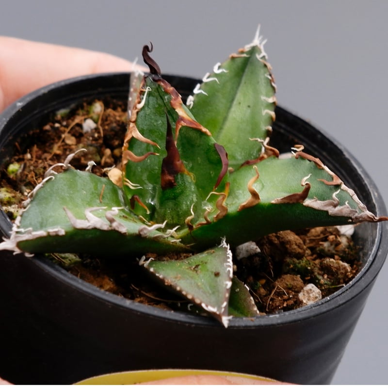 アガベ チタノタ シーザー Agave titanota caesar 063 | Sunny