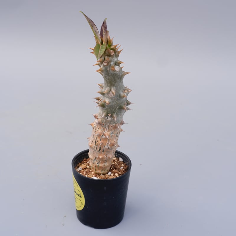 パキポディウム バロニー実生株024 Pachypodium baronii | Sunny