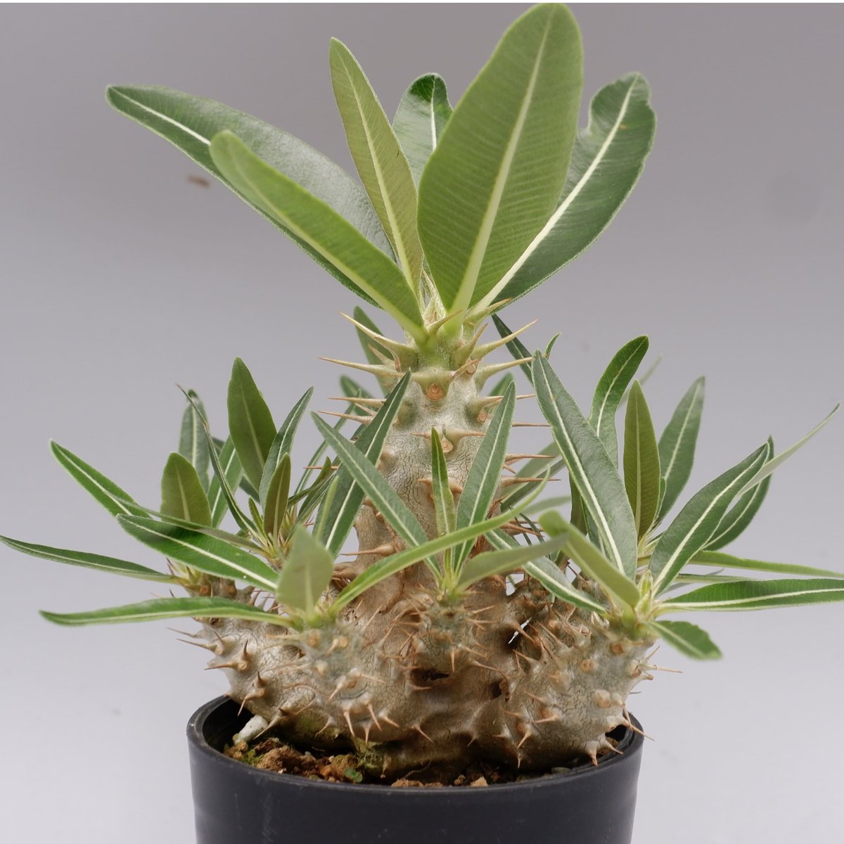 パキポディウム カクチペス 実生株 012 Pachypodium cactipes パキポディウム カクチペス 実生株 012 Pachypodium cactipes