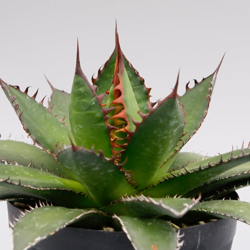 アガベ ホリダ 038 Agave horrida 強棘 | Sunny Branch