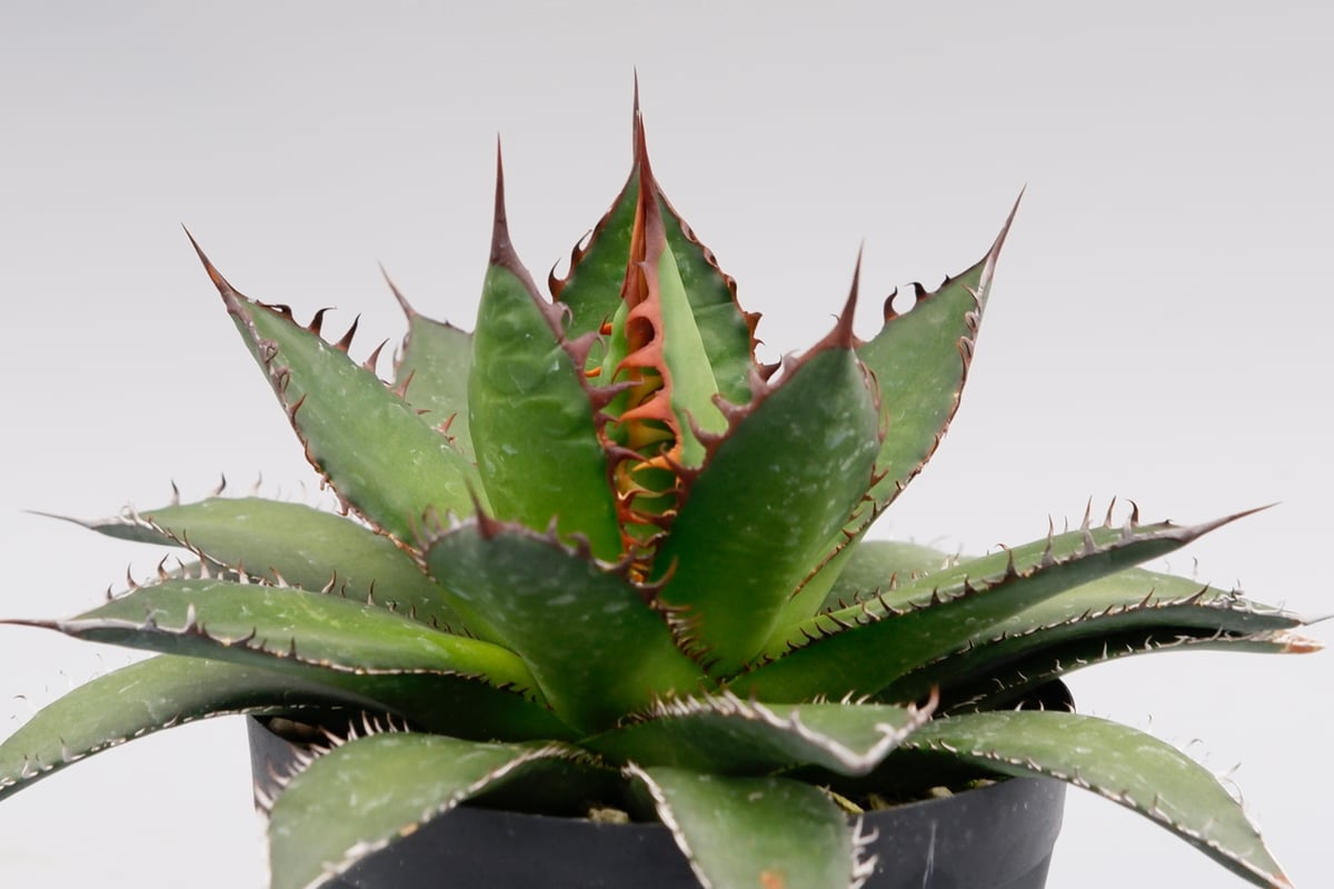 アガベ ホリダ 038 Agave horrida 強棘 | Sunny Branch