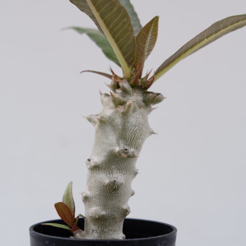 パキポディウム バロニー実生株012 Pachypodium baronii | Sunny パキポディウム バロニー実生株012 Pachypodium baronii | Sunny