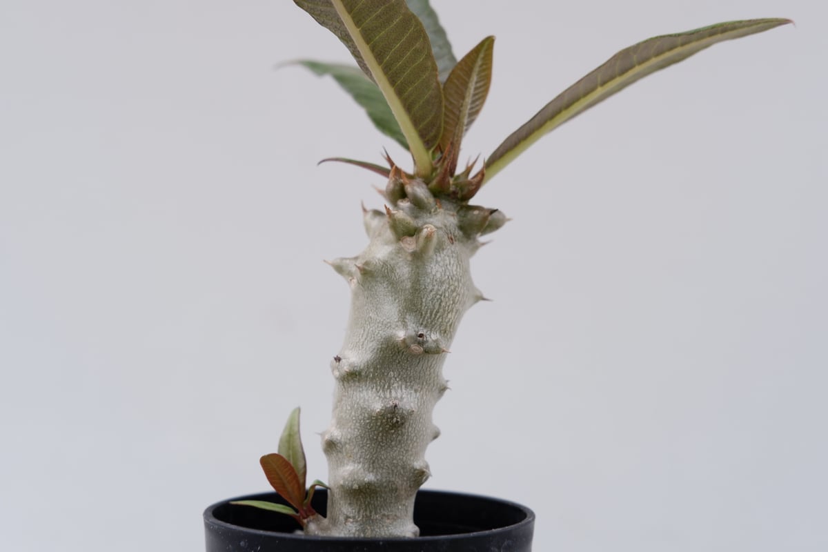 パキポディウム バロニー実生株012 Pachypodium baronii | Sunny