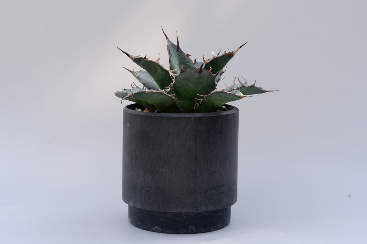 【オアハカ】Agave アガベ チタノタ オテロイ fit=scale-down,w=1200