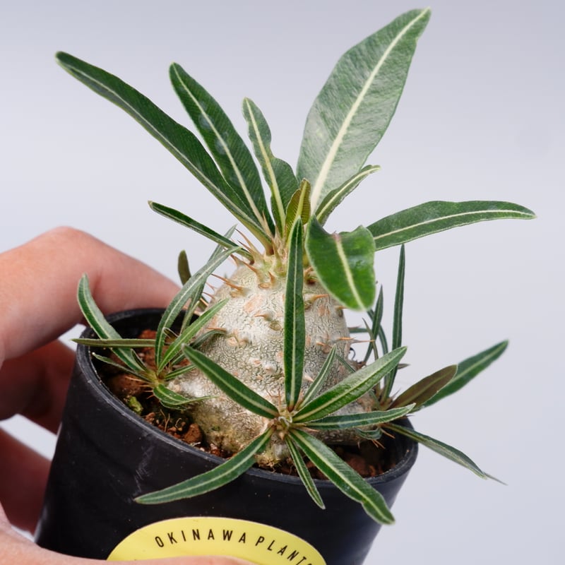 パキポディウム カクチペス 実生 パキポディウム カクチペス 実生 ① | hanayoshi-botanical