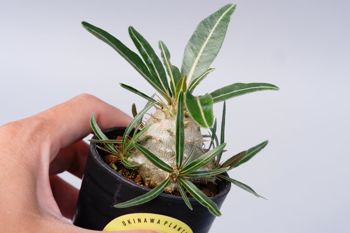 パキポディウム カクチペス 実生株 011 Pachypodium cactipes | Su
