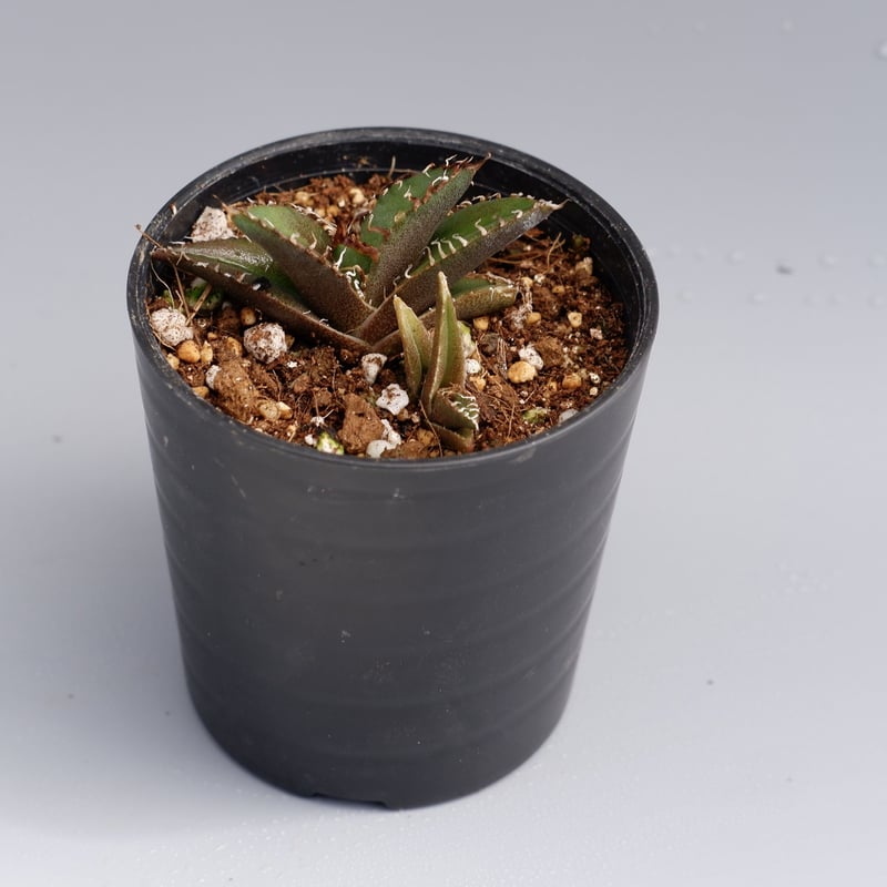アガベ チタノタ シーザー 2株入り Agave titanota caesar 022 |
