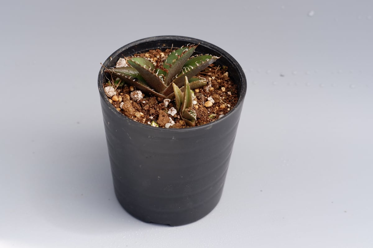 アガベ チタノタ シーザー 2株入り Agave titanota caesar 022 |