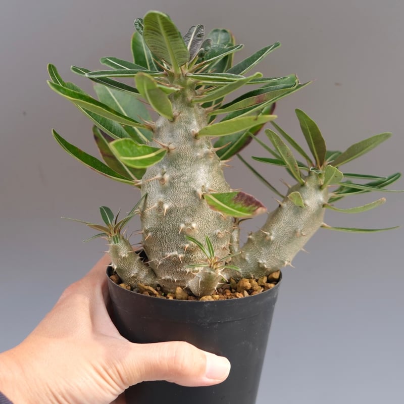 パキポディウム カクチペス 実生株 032 Pachypodium cactipes | Su