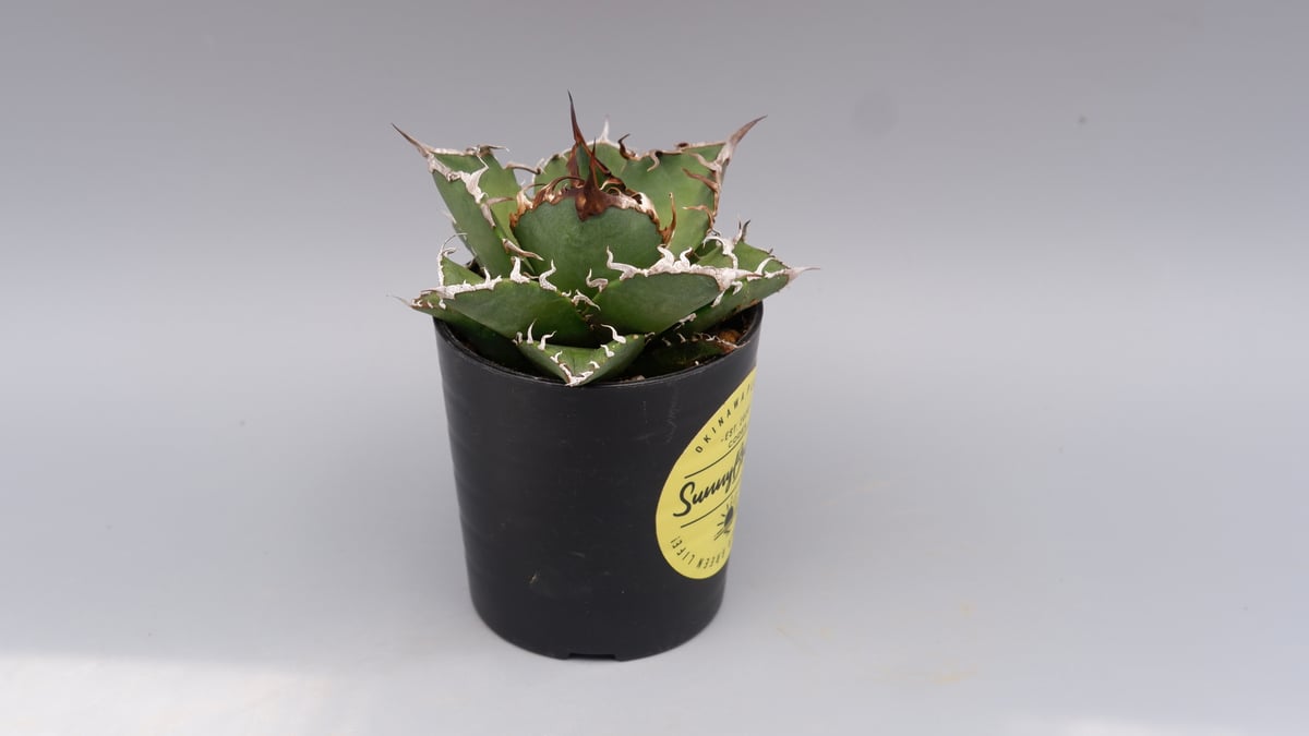 アガベ チタノタ シーザー Agave titanota caesar 115 | Sunny