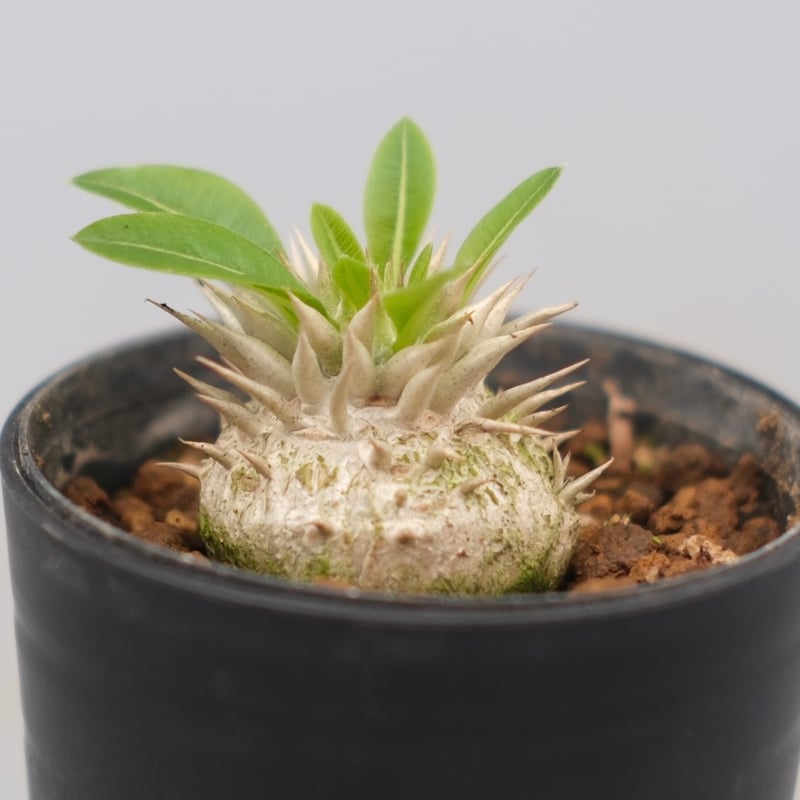 パキポディウム エニグマチカム 実生株 Pachypodium enigmaticum 007