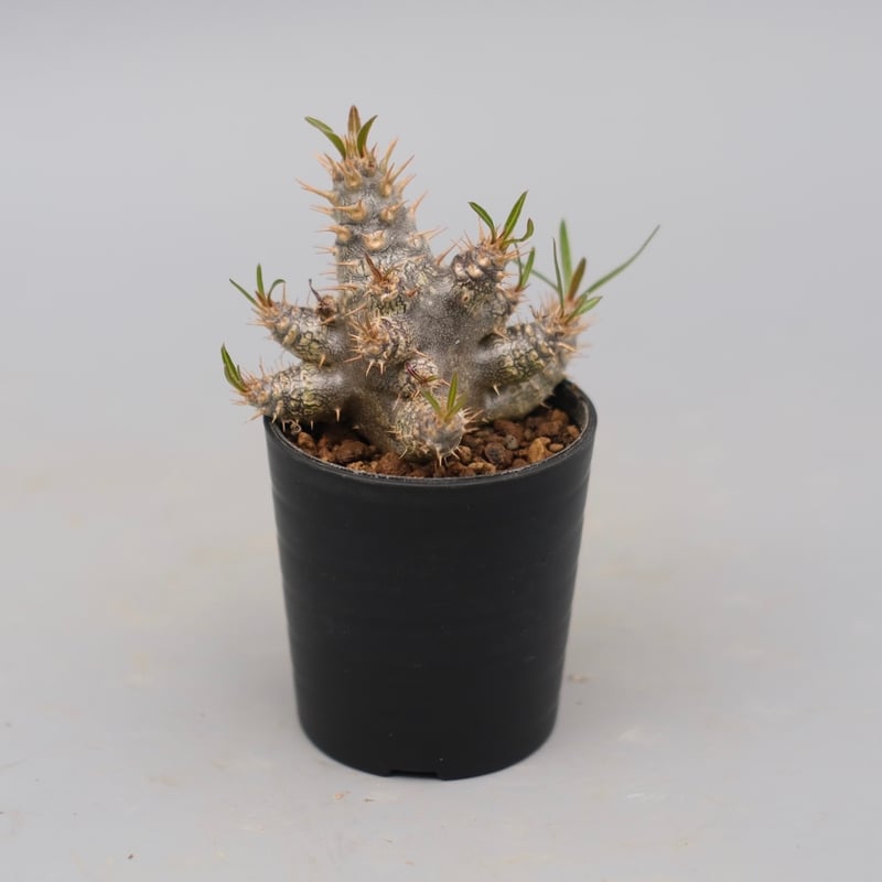 パキポディウム カクチペス 実生株 パキポディウム カクチペス 実生株 029 Pachypodium cactipes | Su