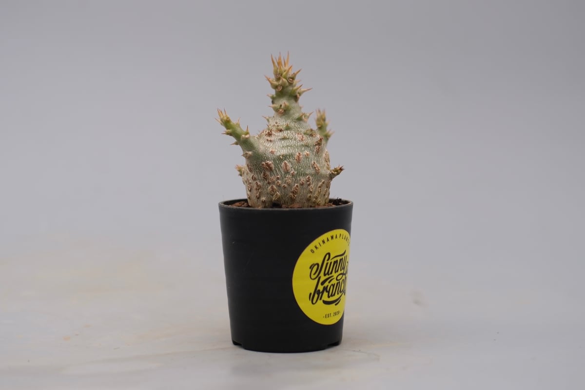 パキポディウム ウィンゾリー 実生株 129 Pachypodium windsorii |