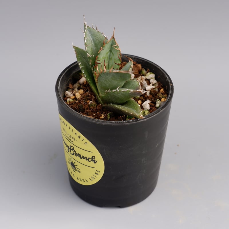 アガベ オテロイ 実生株 Agave oteroi seeding 026 | Sunny