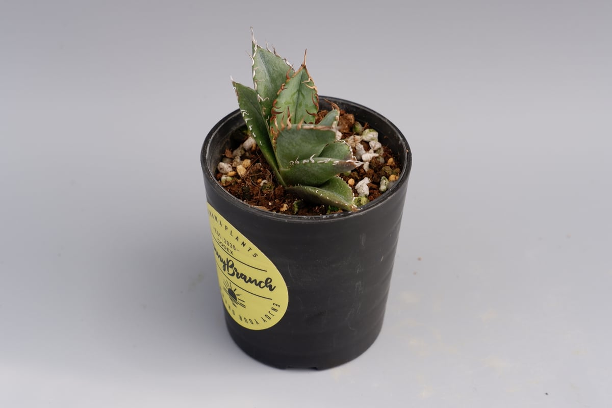 アガベ　オテロイ　実生 アガベ オテロイ 実生株 Agave oteroi seeding 026 | Sunny