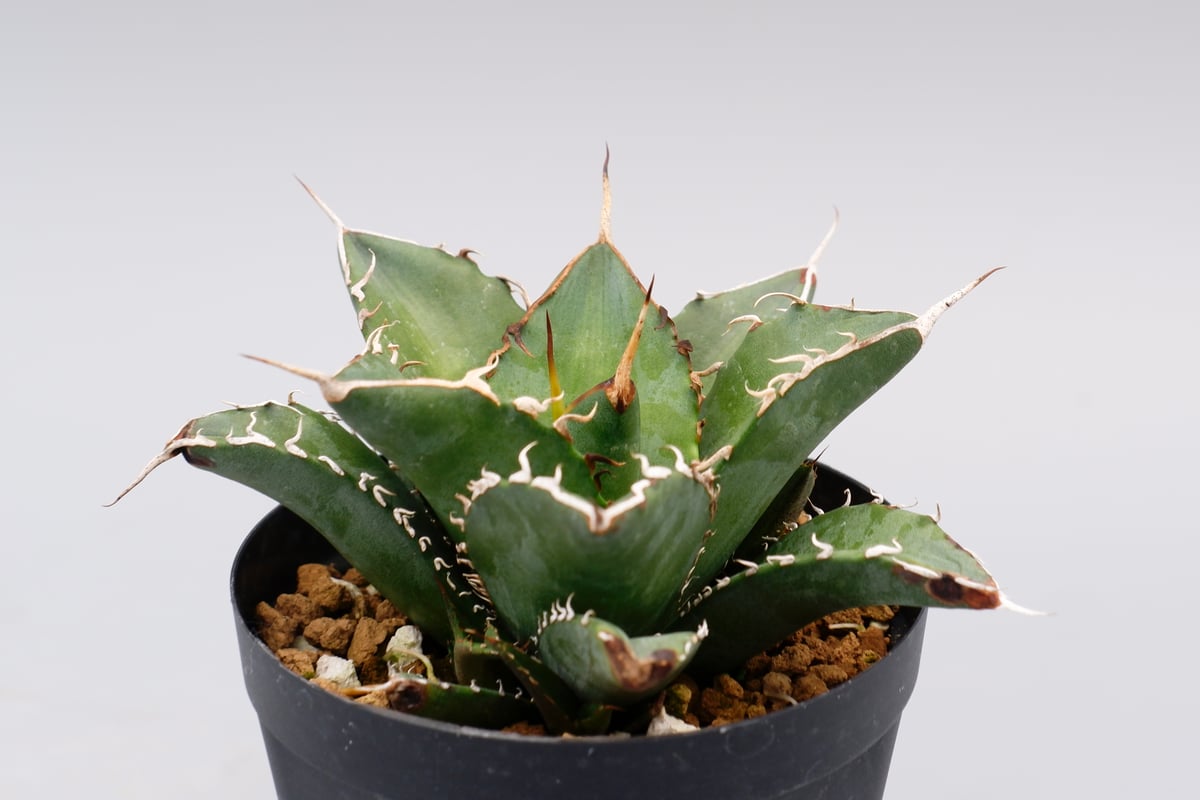 アガベ オテロイ 実生株 Agave oteroi seeding 095 | Sunny