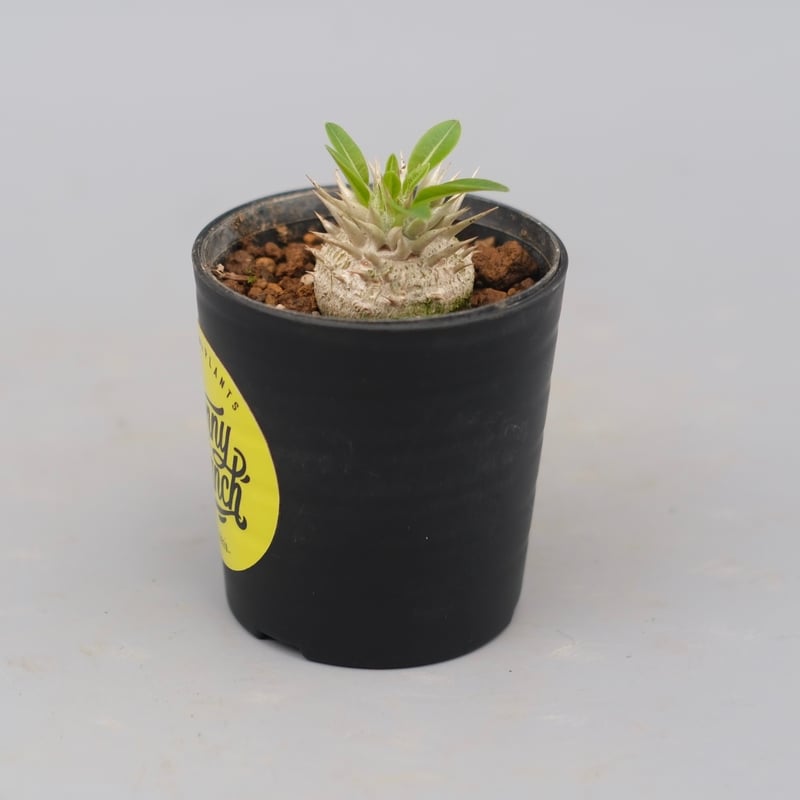 パキポディウム エニグマチカム 実生株 Pachypodium enigmaticum 007