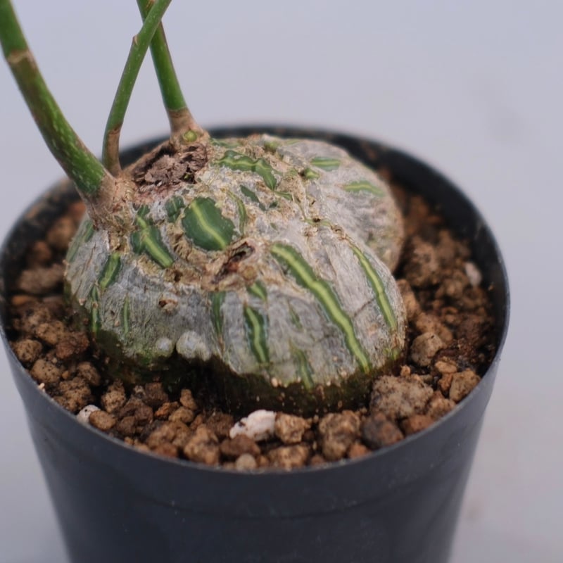 まんまる型 プセウド ボンバックス 064 Pseudobombax ellipticum |