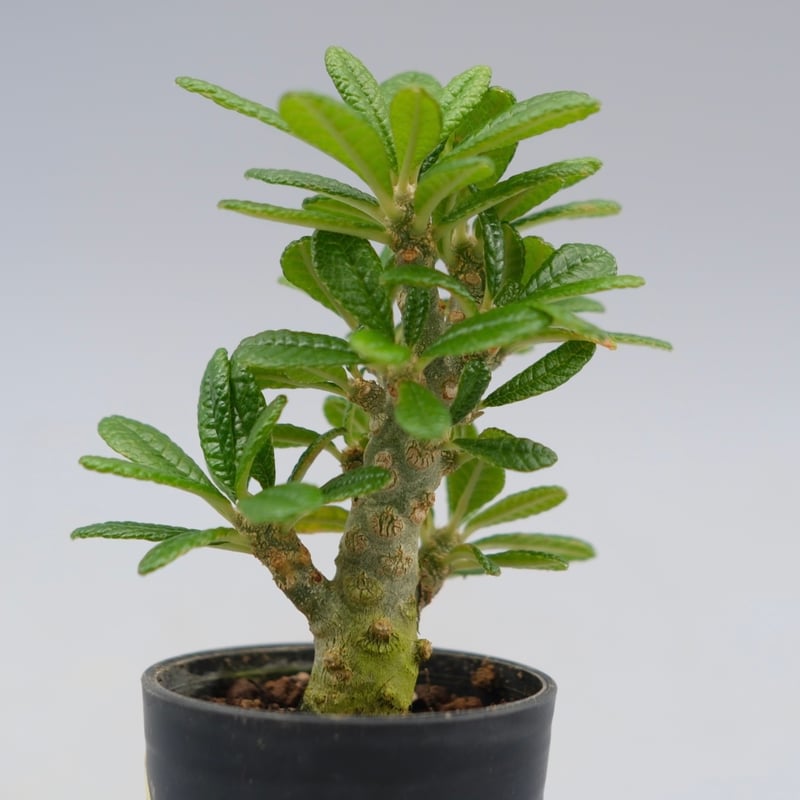 ドルステニア ギガス043 Dorstenia gigas | Sunny Branch