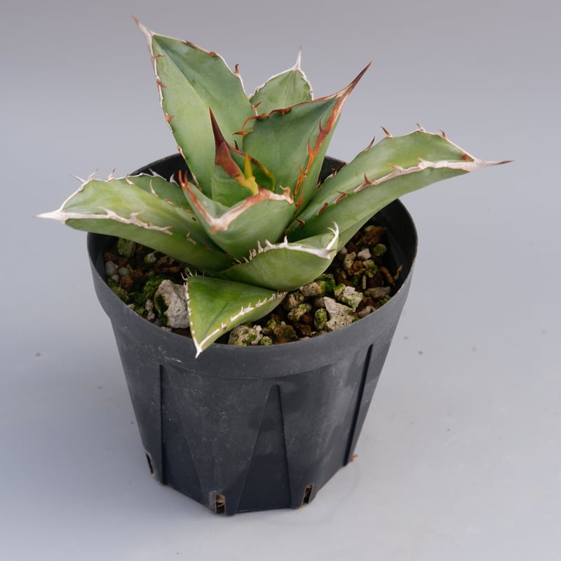 アガベ オテロイ 実生株 Agave oteroi seeding 079 | Sunny
