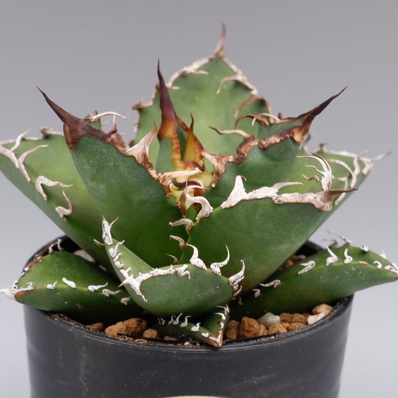 アガベ チタノタ シーザー Agave titanota caesar 126 | Sunny