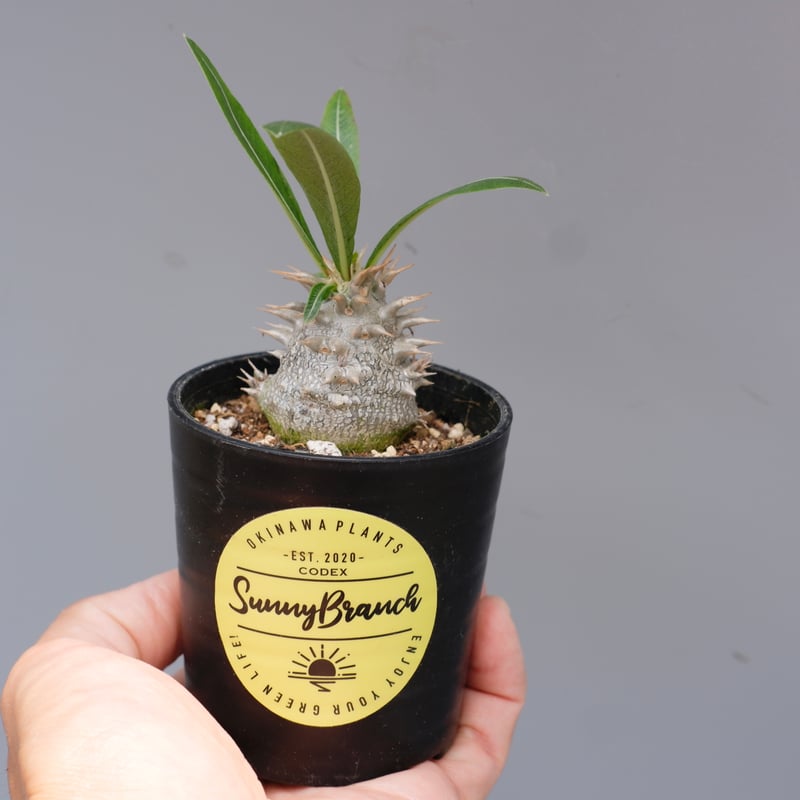 パキポディウム ロスラーツム 実生株 010 Pachypodium rosulatum v