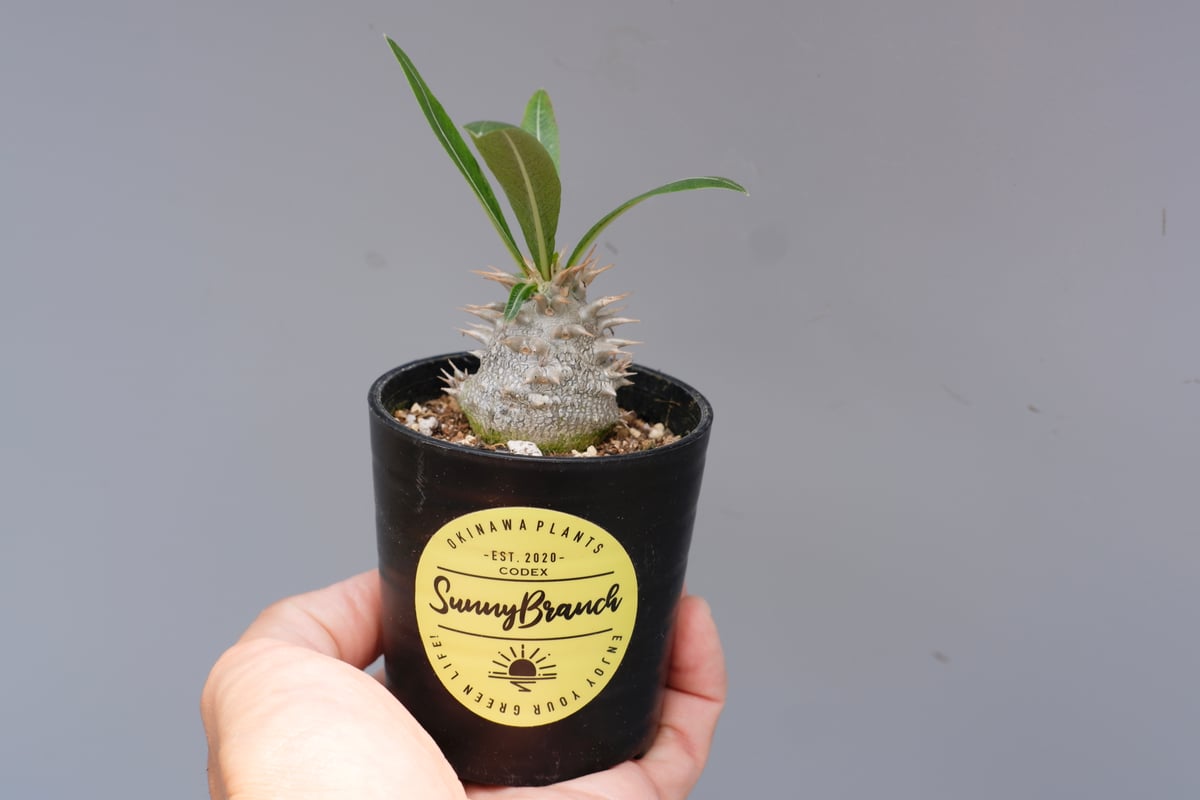 パキポディウム ロスラーツム 実生株 010 Pachypodium rosulatum v