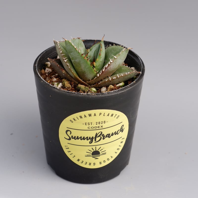 アガベ オテロイ 実生株 Agave oteroi seeding 029 | Sunny