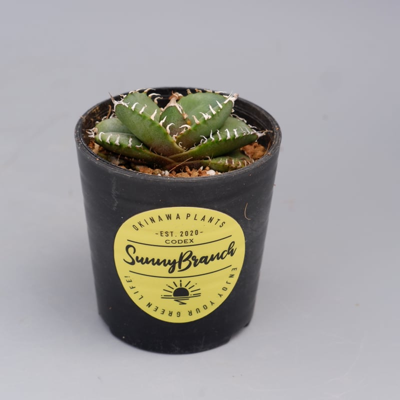 アガベ オテロイ 実生株 Agave oteroi seeding 088 | Sunny