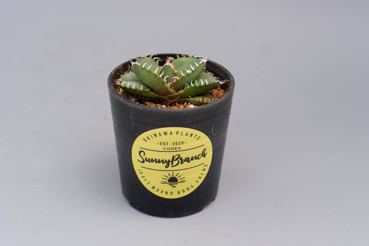 アガベ オテロイ 実生株 Agave oteroi seeding 088 | Sunny