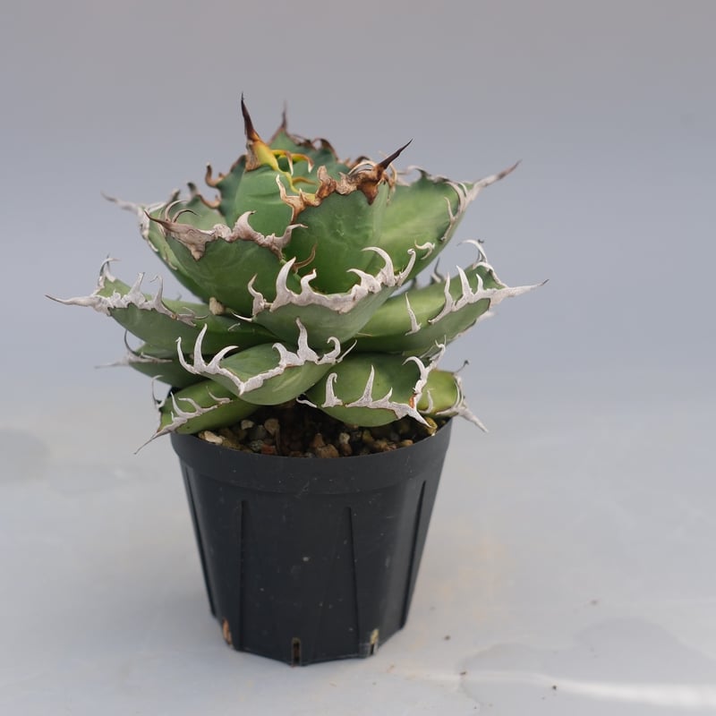 アガベ チタノタ シーザー Agave titanota caesar 192 | Sunny
