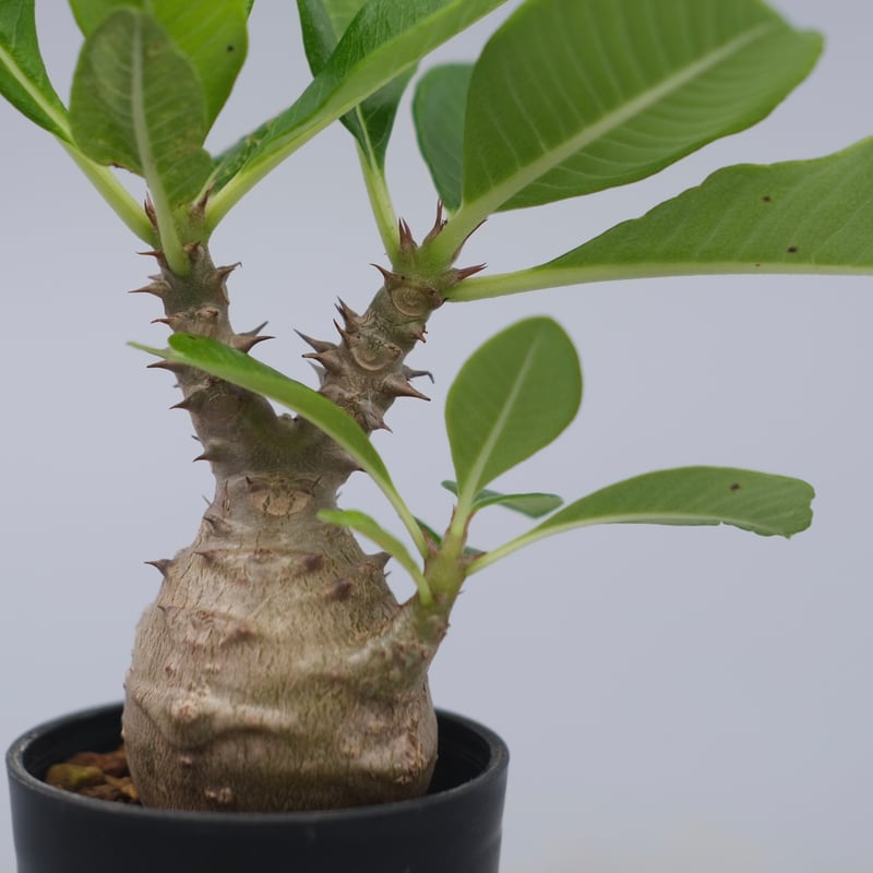 じぇむさんウィンゾリー パキポディウム ウィンゾリー 実生株 072 Pachypodium windsorii