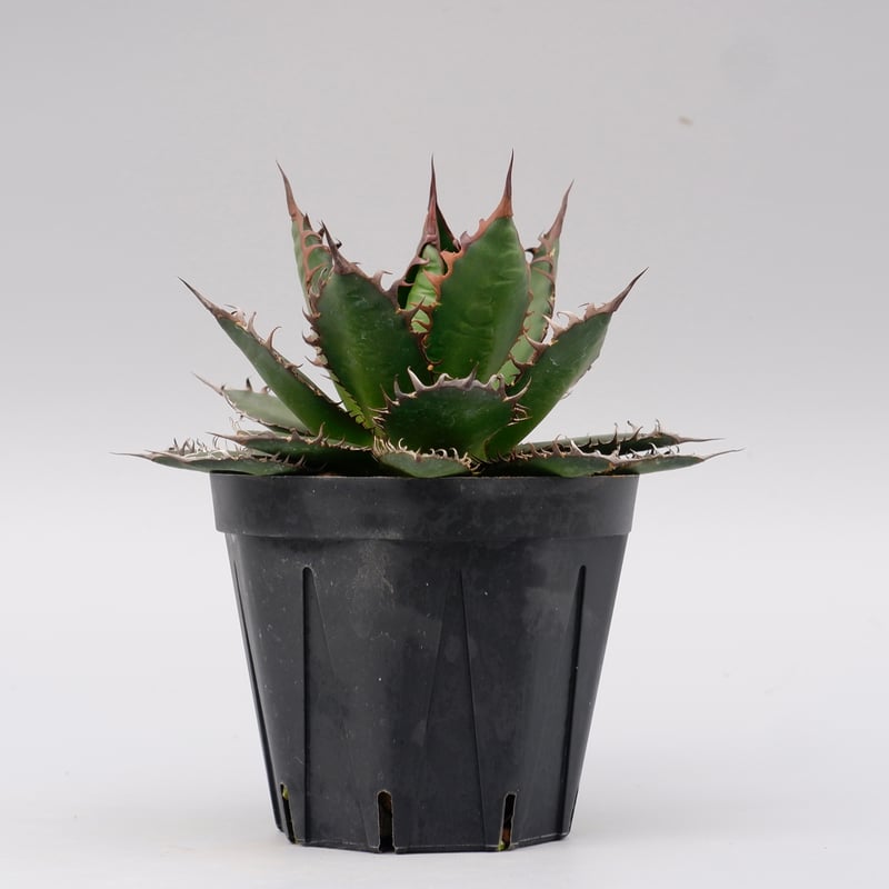 アガベ ホリダ 044 Agave horrida 強棘 | Sunny Branch