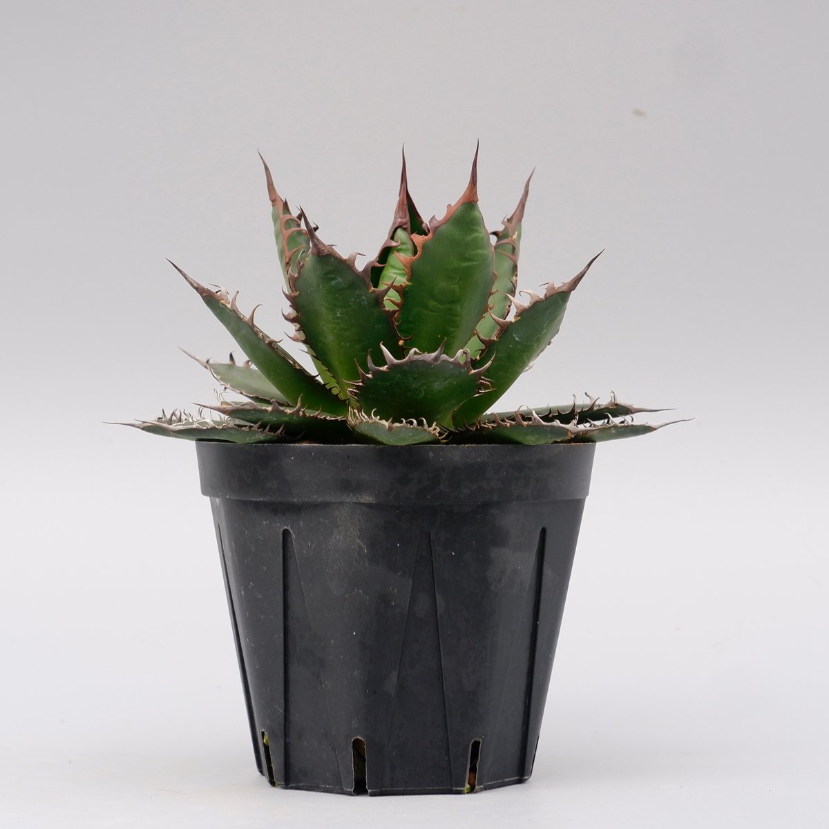 アガベ ホリダ 044 Agave horrida 強棘 | Sunny Branch