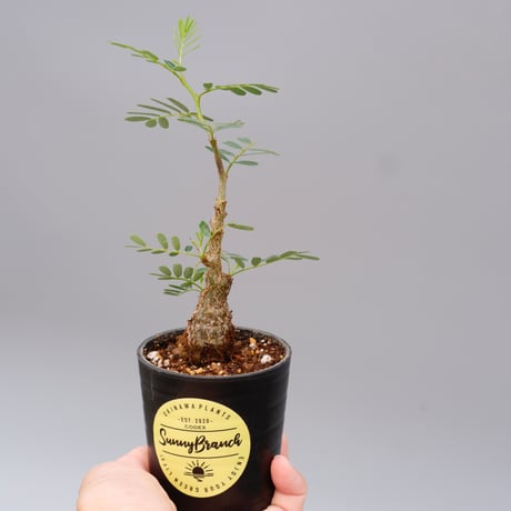 meridionalis | STORES