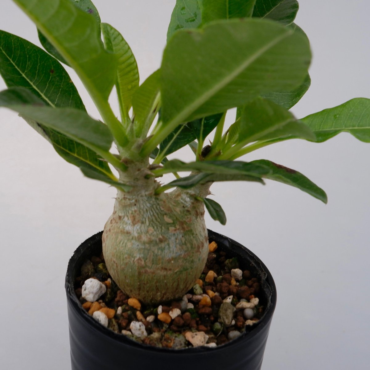 おいもやさんウィンゾリー パキポディウム ウィンゾリーSサイズ005 Pachypodium windsorii | S